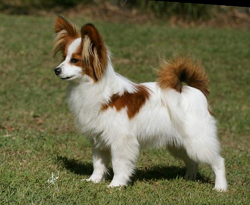 Papillon 9Y390D-027.JPG